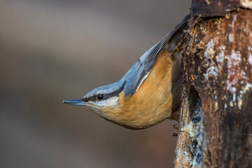 Kleiber (Sitta europaea)