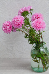 Pink chrysanthemum on white background