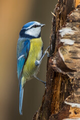 Blaumeise (Parus caeruleus)