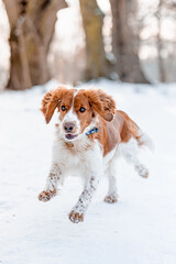 Adorable welsh springer spaniel dog breed in snowy meadow running. Active healthy dog.