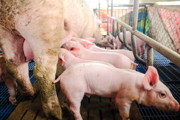 Piglet group with pig in rural traditional farm