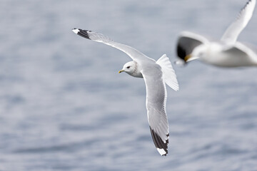 A common gull (Larus canus) in flight at a lake in the city of Berlin