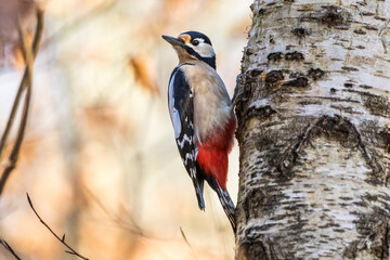 Buntspecht (Dendrocopos major) Männchen