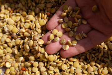Hands of  farmer. hand holds sprouted lentils