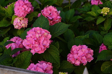 Symbol of the princess of the Sacred Roman Empire - a hydrangea.