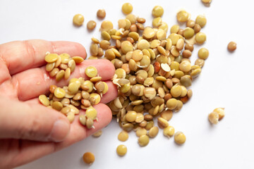 Sprouted seeds of food lentils lie on a white background. Two hands touch beans