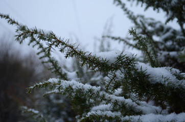 Macroshot of thuja brunch covered with first (or last) snow.