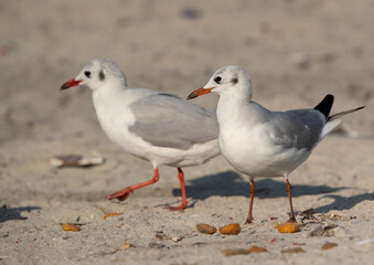 Obraz premium Closeup of Black-headed gulls at Busaiteen coast, Bahrain