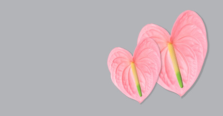 Two pink flowers in the shape of a heart on a gray background.