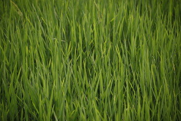 Obraz premium Portrait of the Lawn closeup high quality photo