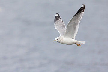 A common gull (Larus canus) in flight at a lake in the city of Berlin