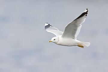 A common gull (Larus canus) in flight at a lake in the city of Berlin