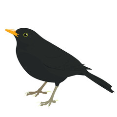 Blackbird Vector, Flat Graphic Bird - obrazy, fototapety, plakaty
