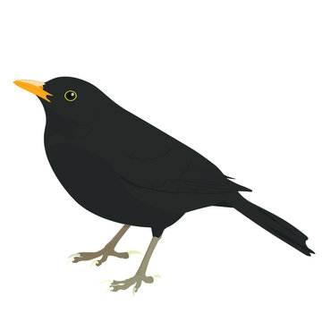 Blackbird Vector, Flat Graphic Bird