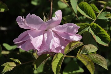 Fototapeta premium Pink Kazanlak Damascena rose, oil-bearing flowering shrub plant, the famous fragrance of Bulgarian Rose Oil distillated for perfumery and rose water, rose otto essence. Bulgaria, the Valley of Roses.