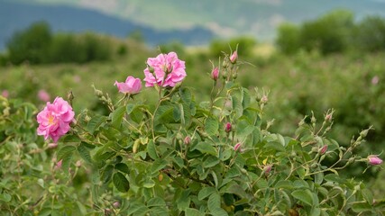 Fototapeta premium Pink Kazanlak Damascena rose, oil-bearing flowering shrub plant, the famous fragrance of Bulgarian Rose Oil distillated for perfumery and rose water, rose otto essence. Bulgaria, the Valley of Roses.