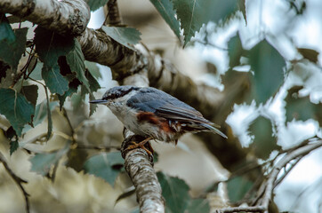 Nuthatch (Sitta europaea) a small songbird with a long strong bill, a stiffened square-cut tail, and the habit of climbing down tree trunks head first.