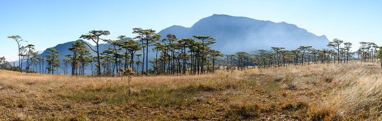 Panoramic beautiful landscape from the pine forest in the national park on top mountain at Uttaradit Province, Thailand.