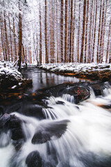 river in the winter forest