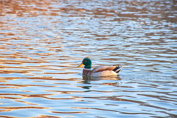 The Mallard Anas platyrhynchos is a species of anseriform bird of the Anatidae family, swimming at dusk.