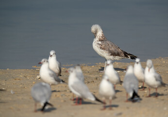 Selective focus on Juvenile Lesser Black-backed Gull preening at Busaiteen coast, Bahrain.