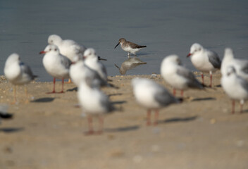 Selective focus on Dunlin with foreground of Black-headed gulls bokeh, Busaiteen coast, Bahrain