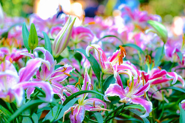 Colorful pink lily flower in winter garden