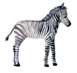 Zebra animal 