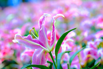Fototapeta premium Colorful pink lily flower in winter garden