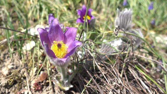 Hallers Kuhschelle - Hallers K&uuml;chenschelle - Pulsatilla halleri - kleine wilde violette Blume im Fr&uuml;hling