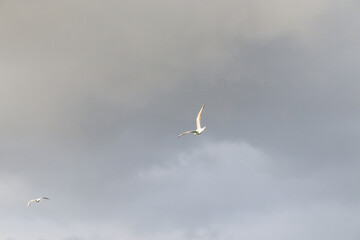 seagull in flight
