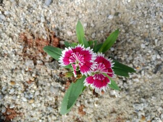 flower in the garden
