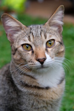 Close-up photo of homeless cat.