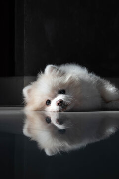 Little  white Pomeranian spitz-dog puppy isolated and laying on the floor looking streight .