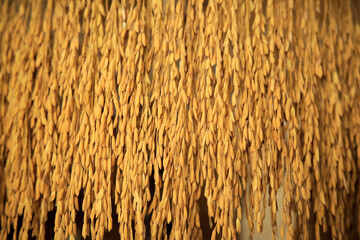 Closeup Paddy grains or rice hanging, Organic Paddy rice, Paddy rice background.