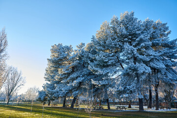 Horizontal image of huge trees frozen by the cold. Covered with snow and ice