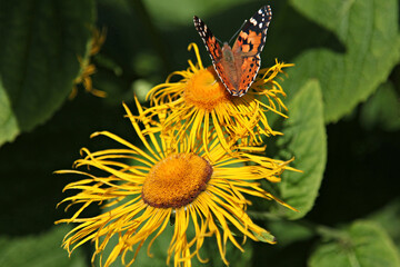 Beautiful yellow blooming flower, (real Alant, Inula helenium)
is visited by a butterfly, (Painted lady)