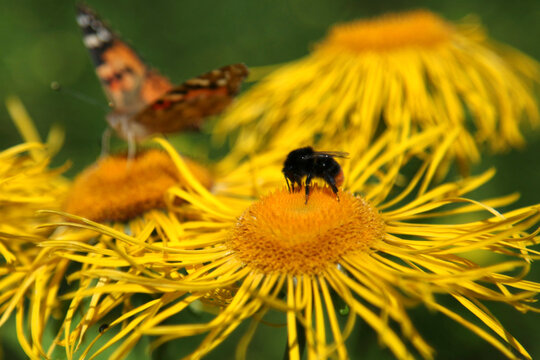 Beautiful yellow blooming flower, (real Alant, Inula helenium)
is visited by a butterfly, (Painted lady) and a bumblebee.