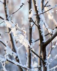 Ice covering the branches and shoots of plants and trees