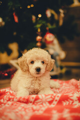 Cute poodle puppy under the christmas tree