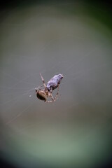 Close-up of spider preying on the grasshopper. The process of winding a web of victims. Spider has caught a grasshopper.
