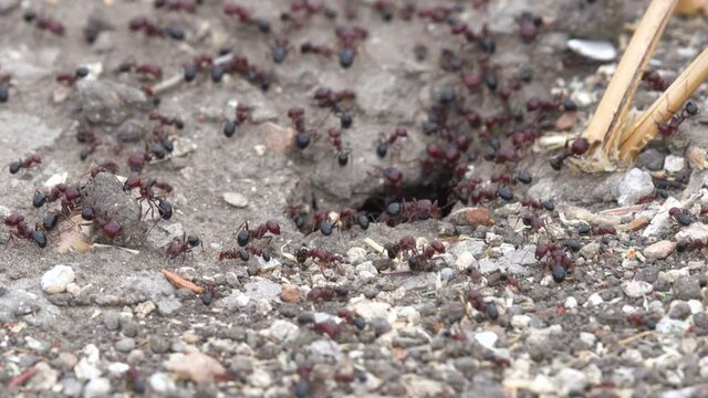 a colony of Harvesting Ant (Messor semirufus) working just before Autumn- cleaning the nest and collecting food for winter time

