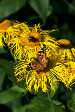 Beautiful yellow blooming flower, (real Alant, Inula helenium)
is visited by a butterfly, (Painted lady) and a bumblebee.