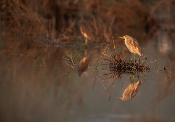 Squacco Heron and reflection on water at Asker marsh, Bahrain