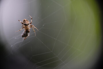 Close-up of spider preying on the grasshopper. The process of winding a web of victims. Spider has caught a grasshopper.