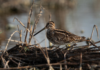 Common snipe at Akser Marsh in the morning hours at Bahrain.