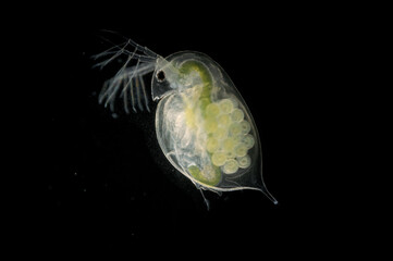 ミジンコ黒背景