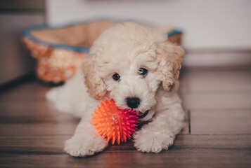 Cute poodle puppy playing with a toy