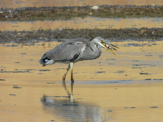 Gray heron