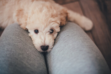 Cute poodle puppy lies on the lap of the hostess